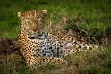 035 Masai Mara, luipaard